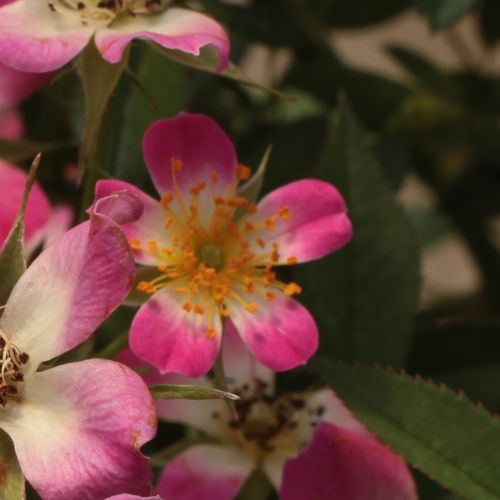 Rosa Sára - rózsaszín - Apróvirágú - magastörzsű rózsafa- kompakt koronaforma